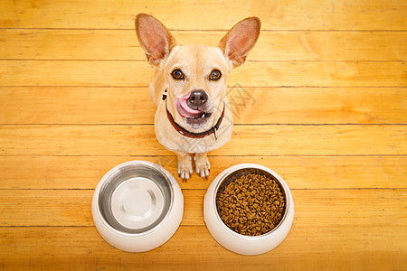 饥饿的狗碗营养舌头午餐饮食早餐食物盘子猎犬小吃宠物图片