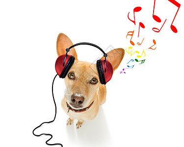 狗听音乐享受音乐横幅列表宠物记录手指笔记流行音乐星星图片