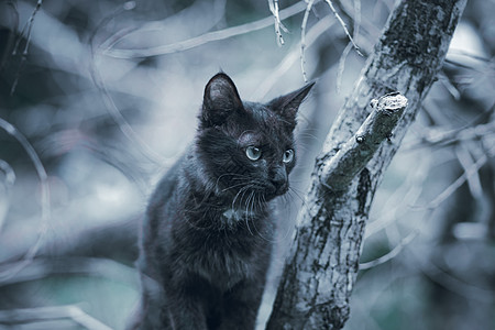 树林里的猫在树林里捕猎和跟踪 流浪黑猫盯着猎物看 坐在树枝上背景