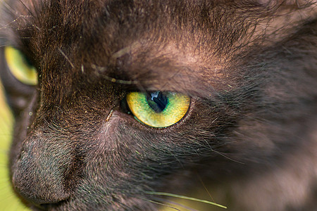 紧紧锁着猎物的焦点 特写幼猫绿眼睛的宏观照片 从上面拍下来图片