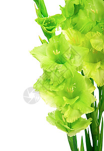 白色背景上孤立的绿色美丽唐菖蒲花图片