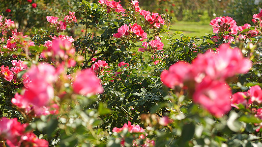 英语花园自然芳香高清图片