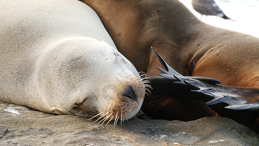 可爱的小宝宝 可爱的海狮幼崽和妈妈 有趣的懒惰海豹 海洋海滩野生动物 拉霍亚 圣地亚哥 加利福尼亚州 美国 太平洋沿岸滑稽笨拙的图片