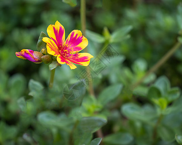 美丽的宇宙花朵菊花黄花季节紫色全州橙子背景蜜蜂植物红花图片