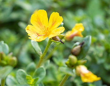 美丽的宇宙花朵橙子红花全州背景活力植物花瓣花园菊花宏观图片