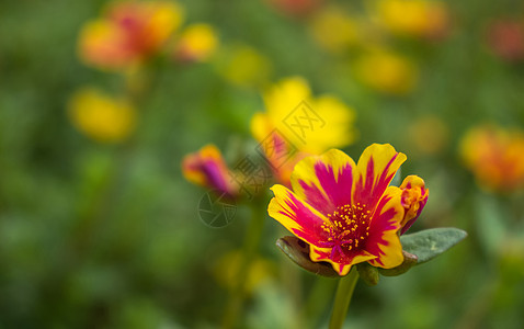 美丽的宇宙花朵黄花活力蜜蜂花瓣季节快乐植物群红花菊花全州图片