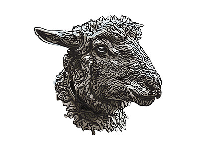 羊头矢量图黑色羊肉艺术农场夹子白色绘画动物图片