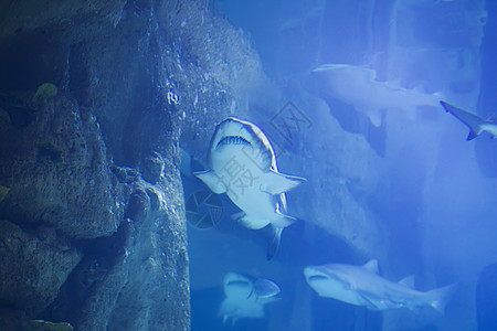 蓝水中的热带大鲨鱼 水族馆中的鲨鱼配种斑点鲸鲨热带鱼蓝色生活玻璃动物岛屿潜水图片