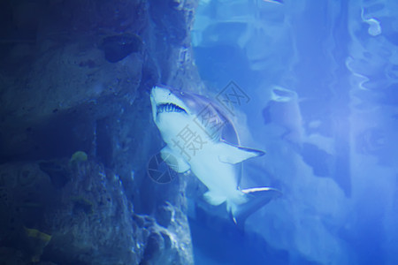 蓝水中的热带大鲨鱼 水族馆中的鲨鱼濒危斑点野生动物鲸鲨鱼眼海洋热带鱼潜水生活荒野图片