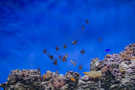 珊瑚礁和珊瑚背景的一群热带鱼类 蓝水中的外来鱼类 a 淡水游泳宠物野生动物小丑海洋环境情调异国气候海景图片