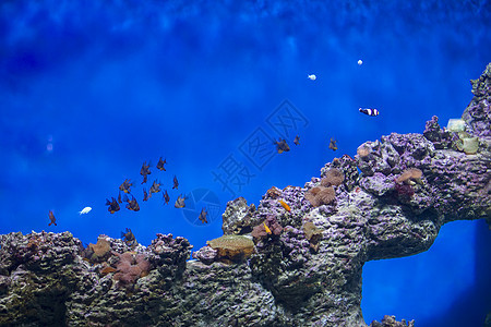 珊瑚礁和珊瑚背景的一群热带鱼类 蓝水中的外来鱼类 a 淡水阳光野生动物潜水卡通片呼吸管情调世界植物群浮潜动物群图片