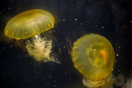 黑色背景黑色背景中的两只黄色水母潜水热带水族馆海蜇辉光危险游泳触手海洋动物图片