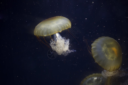 黑色背景黑色背景中的两只黄色水母生活触手野生动物珊瑚海蜇生物辉光动物潜艇潜水图片