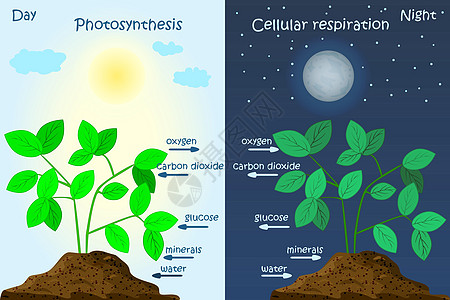 植物光合作用示意图 光合作用解释科学生物学图表教育矿物养分植物学太阳竞赛呼吸风景图片