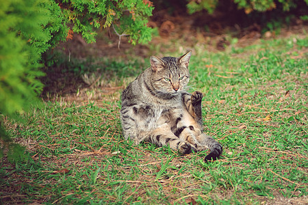 漂亮的条纹猫背景图片