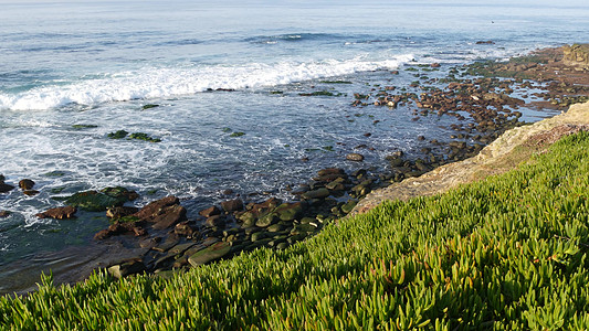 绿色猪脸酸无花果多汁在太平洋飞溅的波浪上 在陡峭的悬崖上冰植绿化 美国加利福尼亚州圣地亚哥的远景点附近水边的 Hottentot背景图片