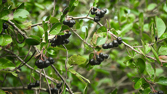 秋天的巧克力莓树枝黑色园艺植物群水果衬套花园灌木食物绿色苦莓图片