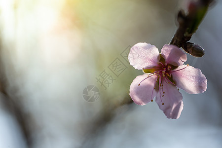 泰国清迈的樱花花花朵开花传奇木头蜡质寺庙蓝色土井天空红斑痤疮场景图片