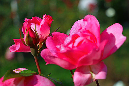 看见一朵美丽的红色花园玫瑰粉色礼物叶子花瓣白色花束植物绿色植物群图片