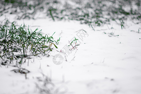 第一场雪覆盖了冬天的小麦 冬季小麦的种子 绿草图片