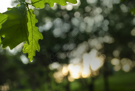 春雨过后的葡萄 有水滴的绿叶 绿叶上水滴的特写图片