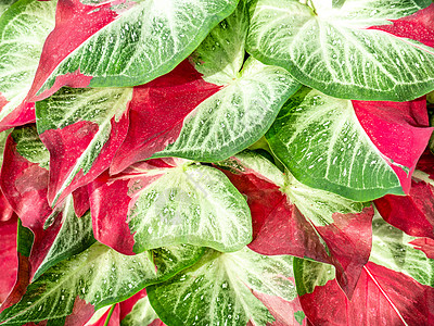 五颜六色的贝母叶自然背景由生动的红绿白叶灌木特写背景图片