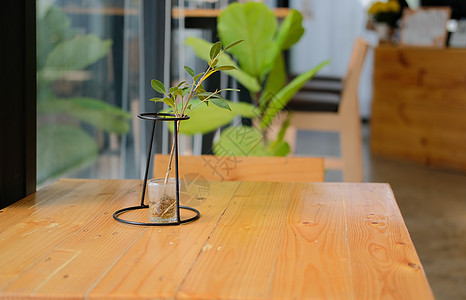 在咖啡馆装饰锅炉的绿植物叶生长盆栽装潢树叶花盆风格房间叶子玻璃绿色图片
