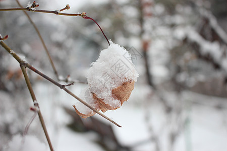 冬季降雪季节 植物叶上下雪药品叶子背景雪花绿色植物树叶公园天气灌木图片