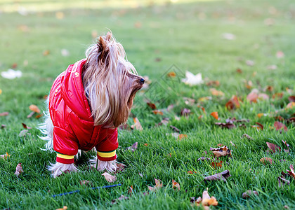 身穿红色大衣的约克郡梯车站在草地上犬类宠物高地毛皮白色哺乳动物绿色猎犬小狗动物图片