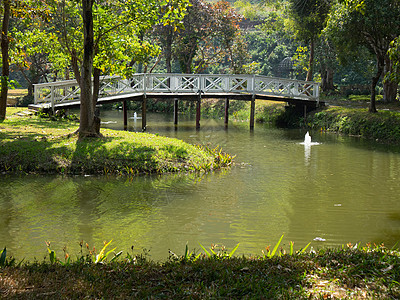 在花园公园中穿过池塘湖的木桥池塘植物沼泽叶子行人木头公园天桥森林风景图片
