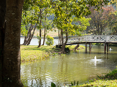 在花园公园中穿过池塘湖的木桥植物行人公园木头天桥叶子风景沼泽森林池塘图片