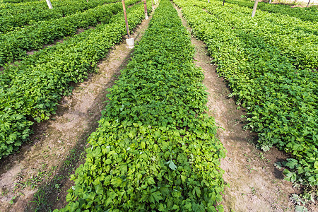 蔬菜园中的白杯子阿特米西亚乳茶 贵州具有药用特性花园叶子绿色生长蔬菜植物食物烹饪草本植物幽灵图片