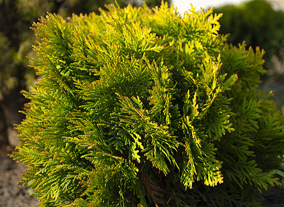 常绿夏季柏树叶 绿叶背景 柏树枝的质地 大柏雪松种子背景图案 针叶树雪松崖柏叶绿色纹理图片