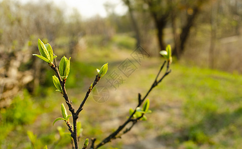 第一个春天温柔的叶子 芽和树枝宏观背景 有叶子和芽的幼枝 树枝上的第一个芽 春天的自然苏醒图片