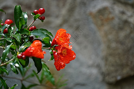 鲜花石榴的红花背景图片