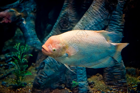 藻类和其他物种鱼类大型水族馆中的海洋鱼类种类示范动物冷血动物群图片