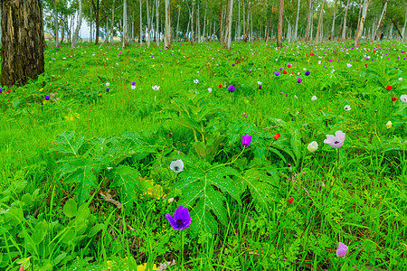 在尤卡利普图斯树林里 充满多彩的阿内门野花草地植物群桉树植物学环境场地旅行植物蓝色紫色图片