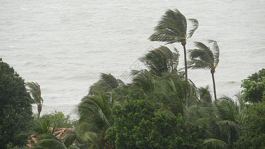 帕布台风 海洋海岸 泰国 自然灾害 眼墙飓风 强烈的极端气旋风摇曳着棕榈树 热带洪水雨季 强热带风暴天气 雷暴全球气象气候变化灾图片