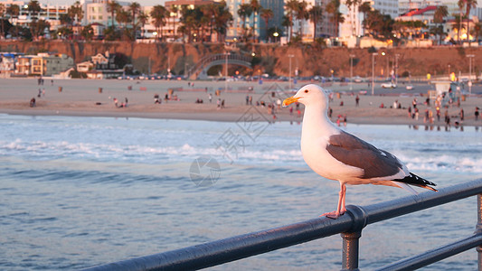 海浪海鸥加州夏季海滩美学 粉红色的日落 码头栏杆上可爱有趣的海鸥 海浪 散焦的人和海滨周末别墅 紫色日落 圣莫尼卡洛杉矶 CA 美国翅膀背景