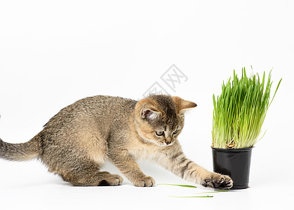 苏格兰中国支吉拉直坐在白色背景的白底座上生长饮食小猫植物猫咪宠物良种食物叶子哺乳动物图片