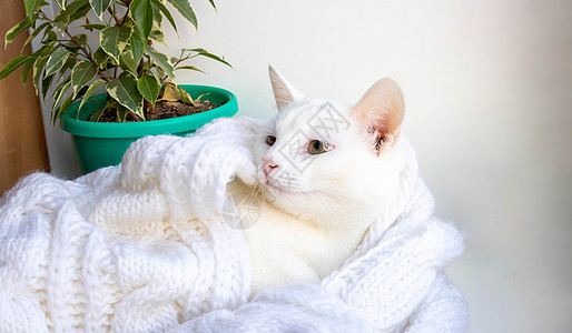 一只年轻的白猫睡在窗台上 靠近一棵被白色丝巾包着的树图片