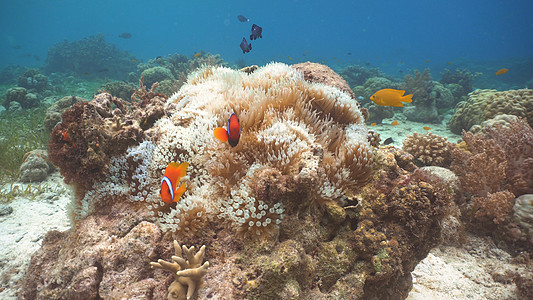 阿内蒙的阿内姆纳鱼动物游泳荒野红色珊瑚热带小丑生活潜水海洋图片