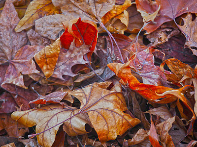 秋秋叶落地黄色橙子地面季节公园季节性红色森林叶子树叶图片