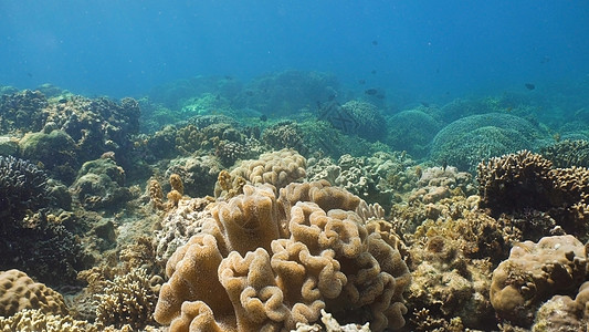 蓝水上的沙丁鱼海洋鲭鱼墨宝鲱鱼浅滩蓝色潜水热带鱼野生动物荒野图片