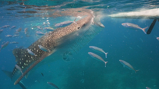 海洋中的鲸鱼鲨鱼动物群情调游泳蓝色热带野生动物异国动物鲸鲨潜水图片