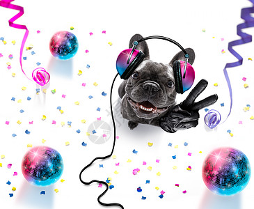 dj Disco舞蹈音乐俱乐部 派对晚会镜球打碟机音乐会庆典歌曲动物夜生活夜店技术斗牛犬耳机图片