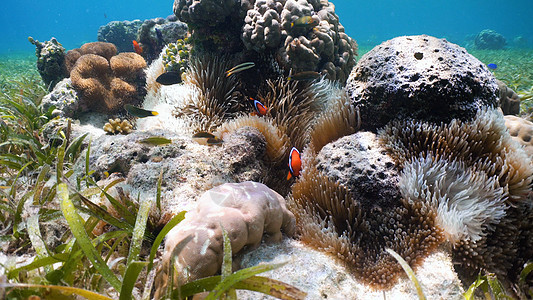 阿内蒙的阿内姆纳鱼触手海洋动物荒野珊瑚橙子热带生活红色潜水图片
