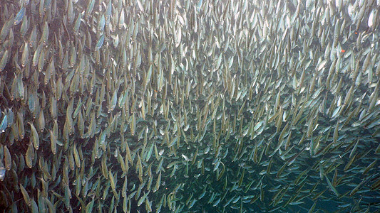 蓝水上的沙丁鱼荒野浅滩野生动物热带鱼热带珊瑚鲱鱼海洋鲭鱼蓝色图片