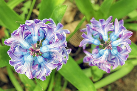 花朵从上面闭近观景植物荒野绿色蓝色花瓣兰花花园紫色植物群宏观背景图片