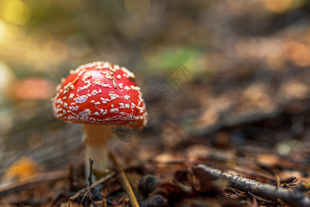 自然背景上的红色鹅膏菌特写植物危险白点林地真菌苔藓季节橙子森林宏观图片